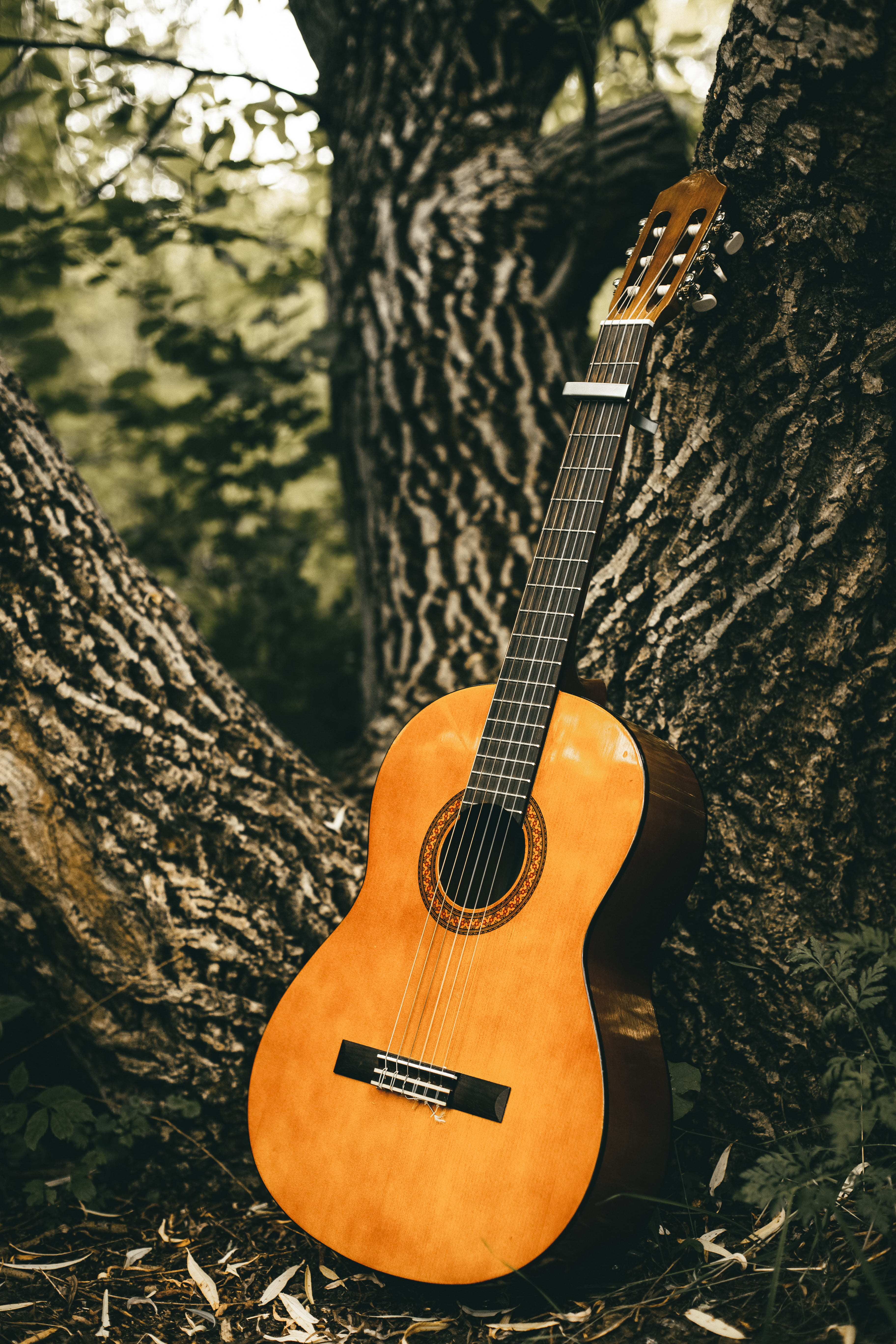 Ukulele